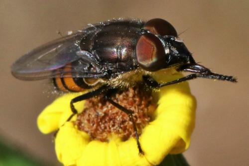 Stomorhina lunata